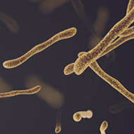 Lacticaseibacillus rhamnosusLRa05