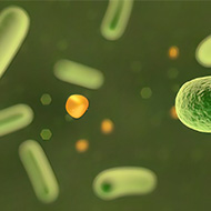 Lactobacillus acidophilusLA85